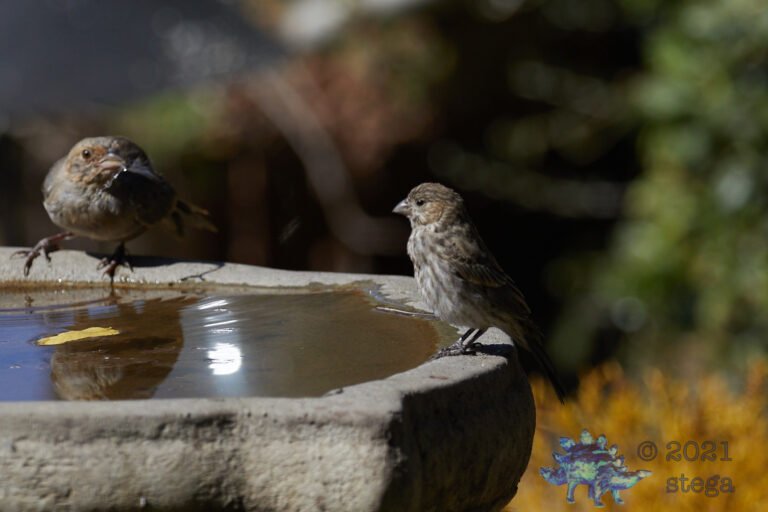 House Finch