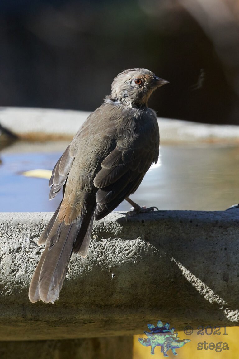 California Towhee