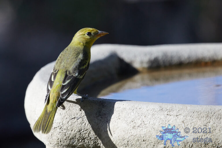Western Tanager