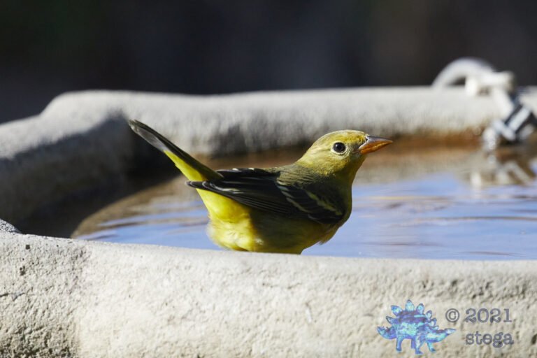 Western Tanager