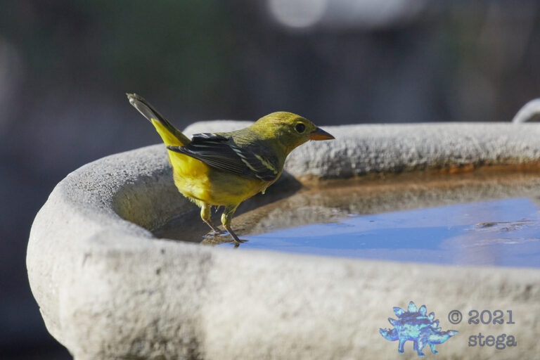 Western Tanager