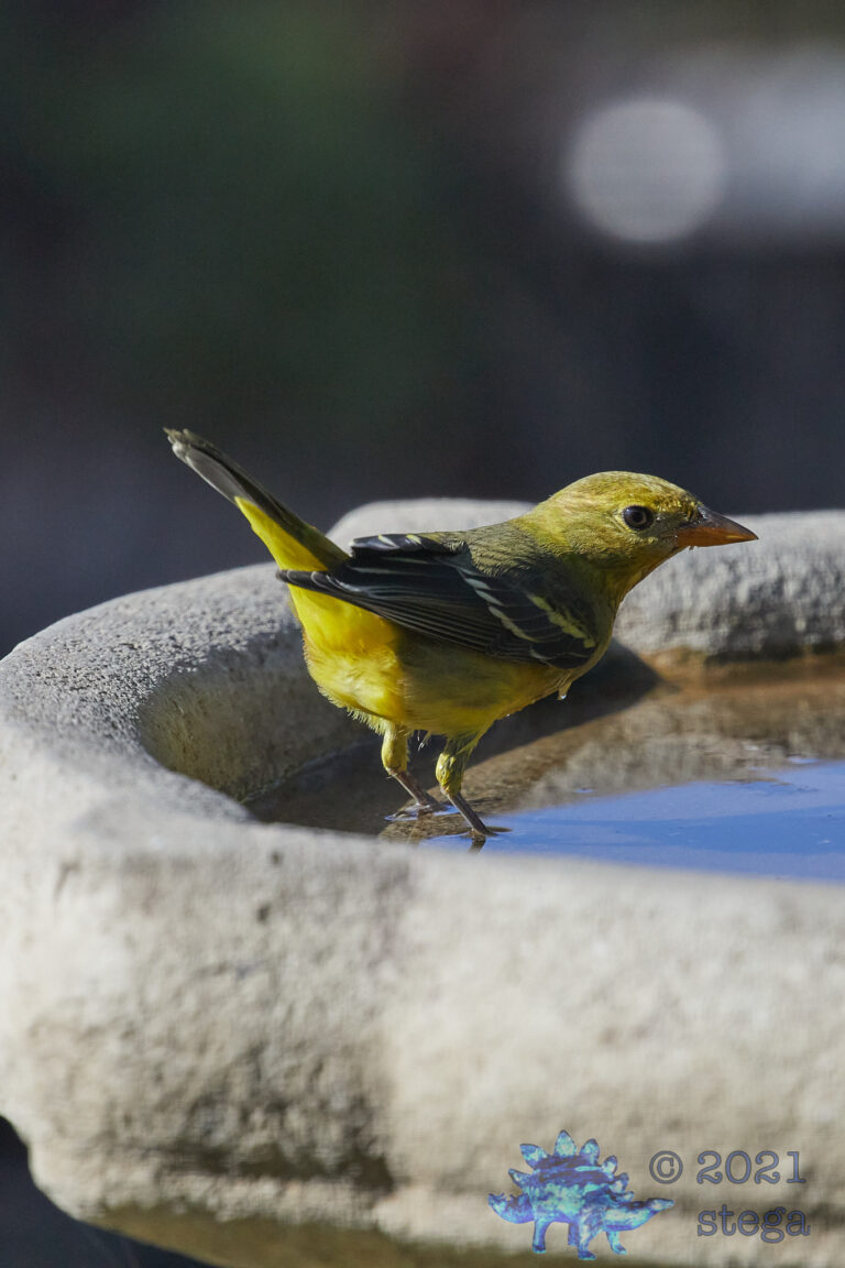 Western Tanager