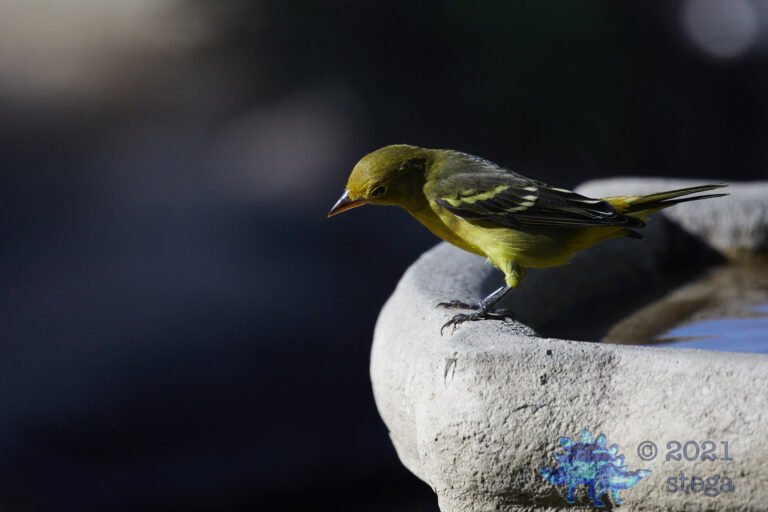 Western Tanager