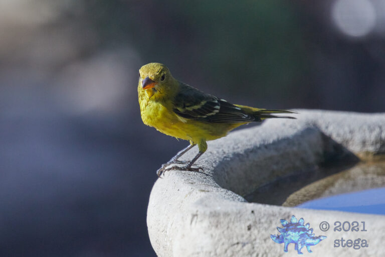 Western Tanager