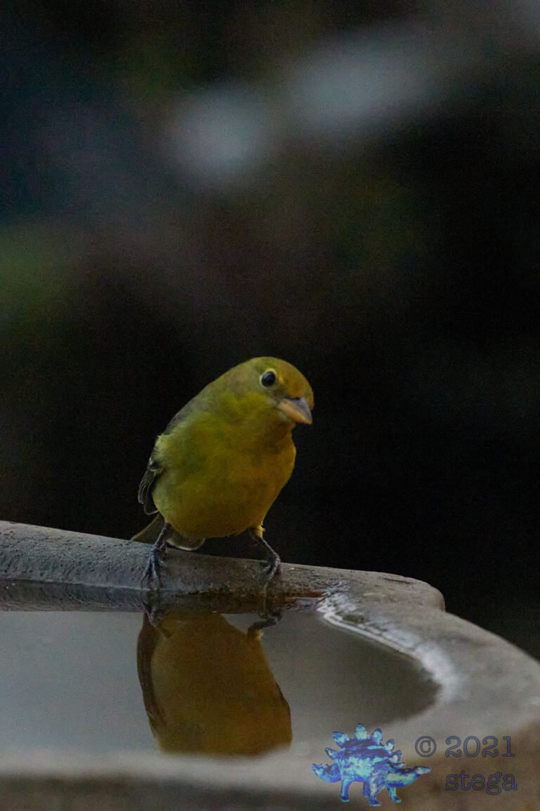 Western Tanager