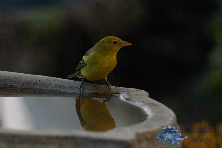 Western Tanager