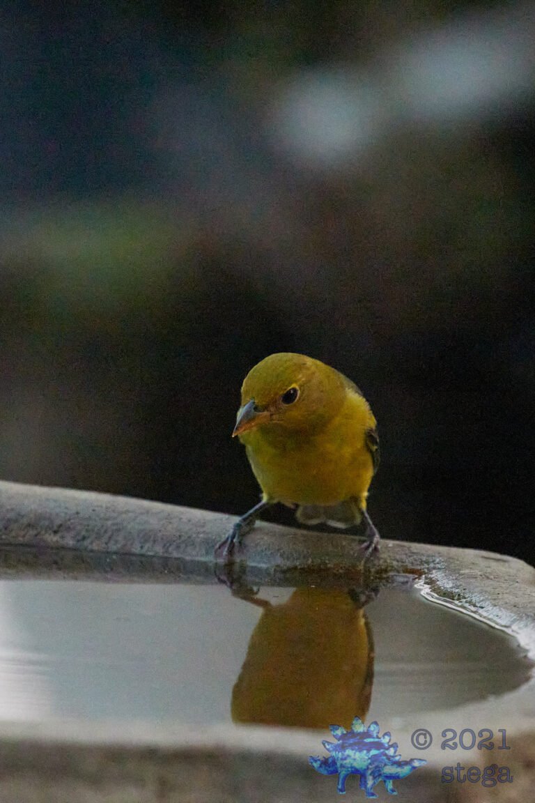 Western Tanager