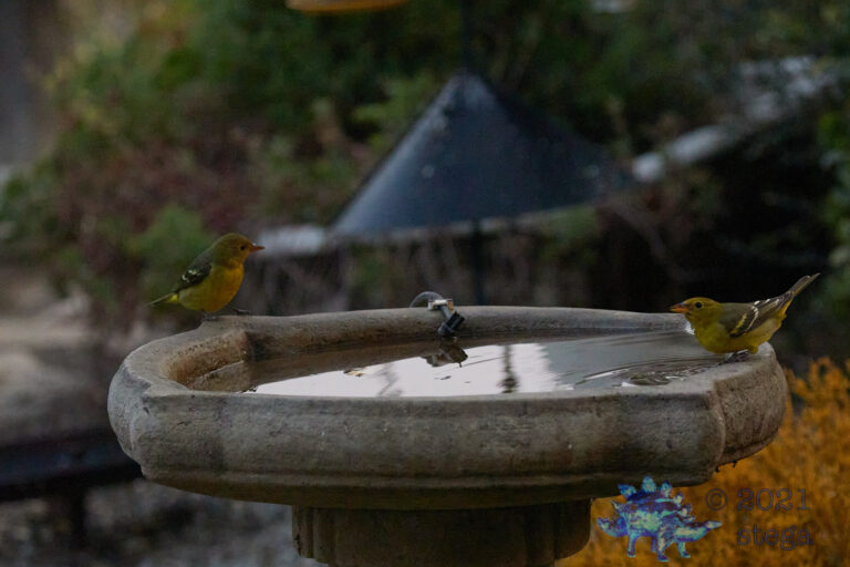 Western Tanagers