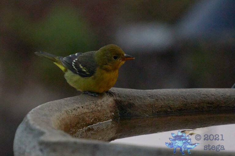 Western Tanager