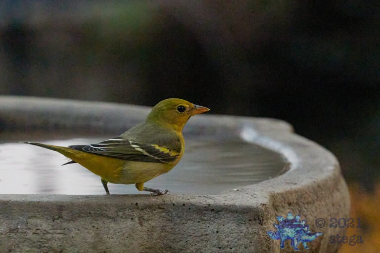 Western Tanager