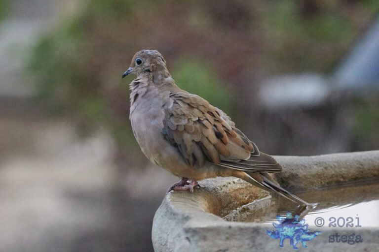 Mourning Dove
