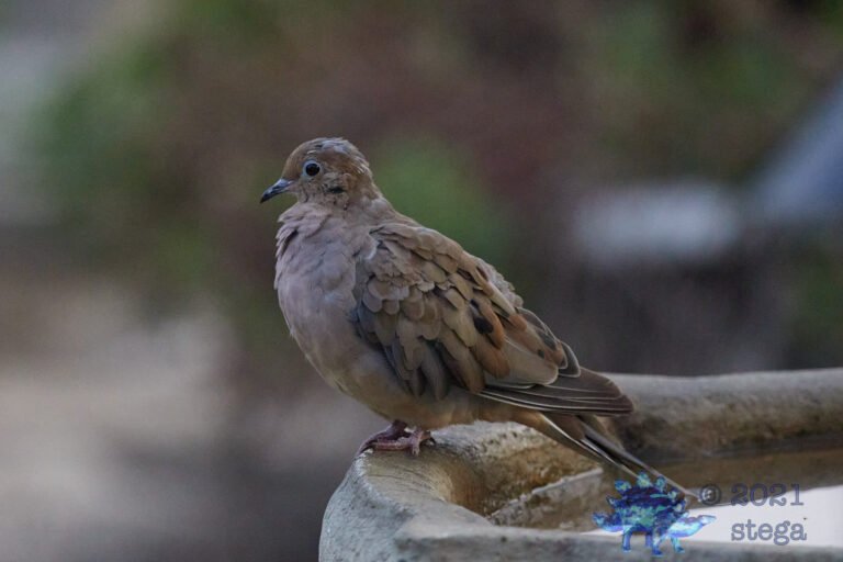 Mourning Dove