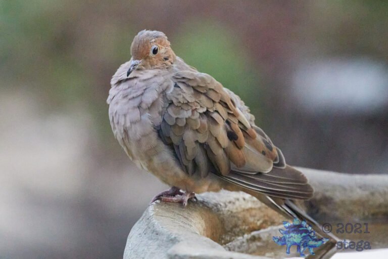 Mourning Dove