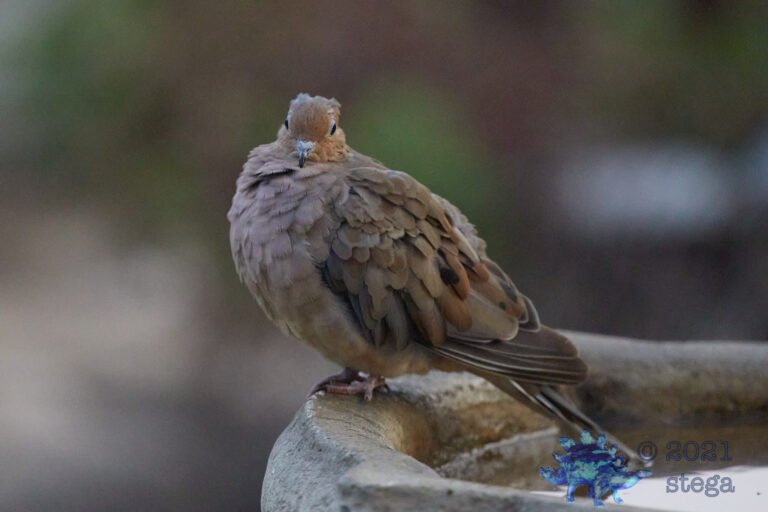 Mourning Dove