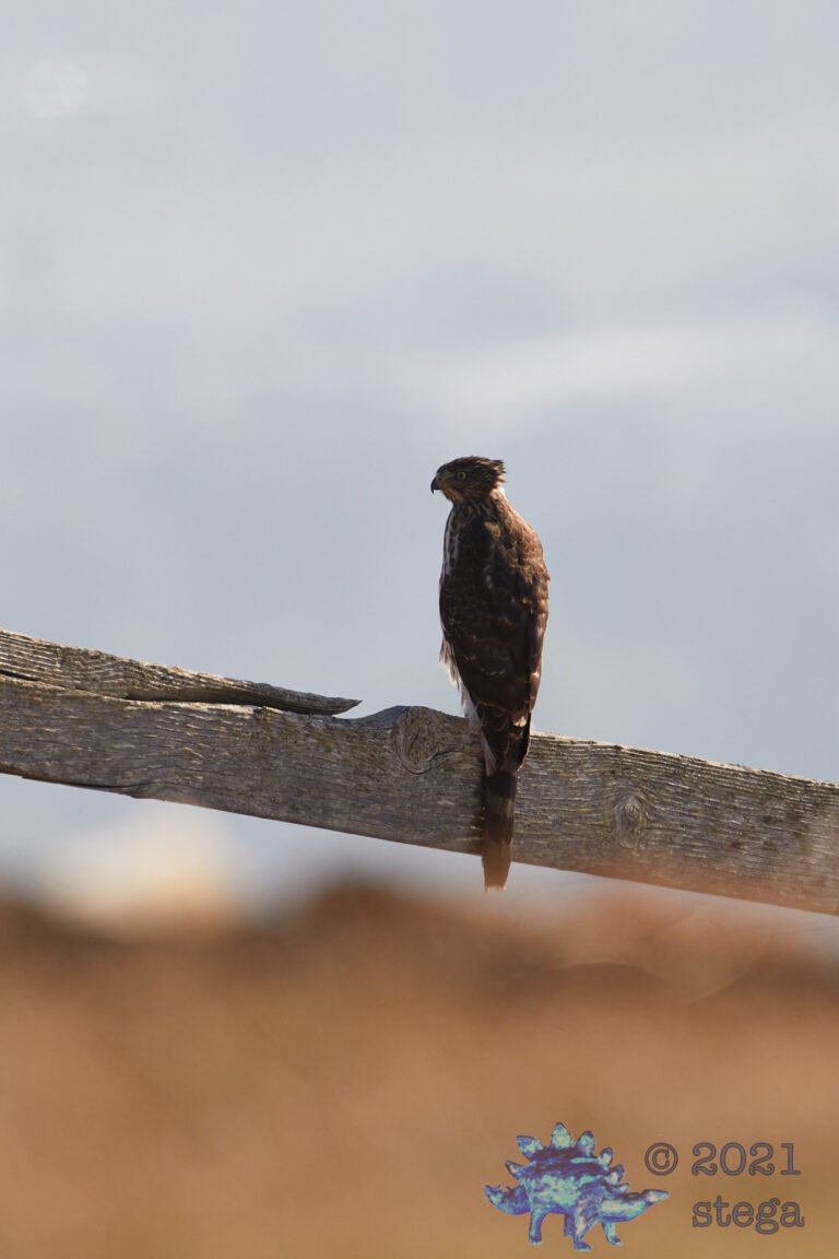 Cooper’s hawk