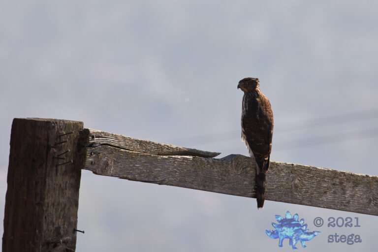 Cooper’s Hawk