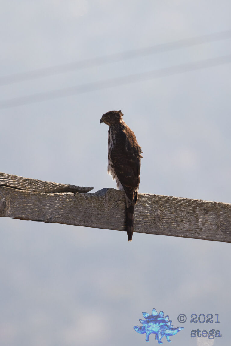 Cooper’s Hawk