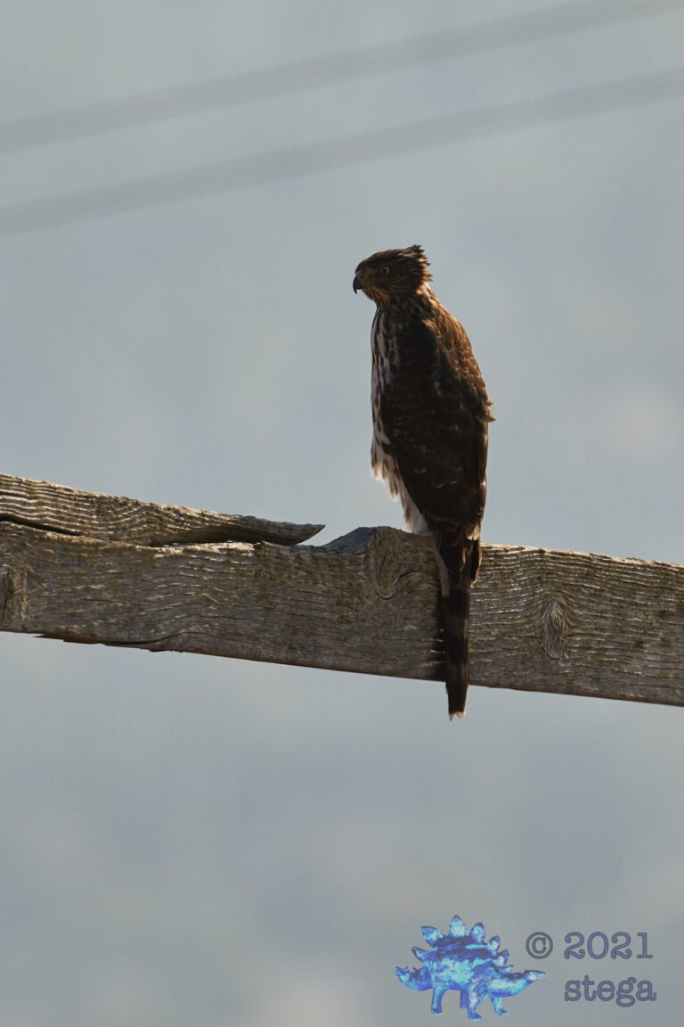 Cooper’s Hawk