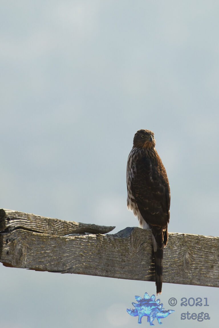 Cooper’s Hawk