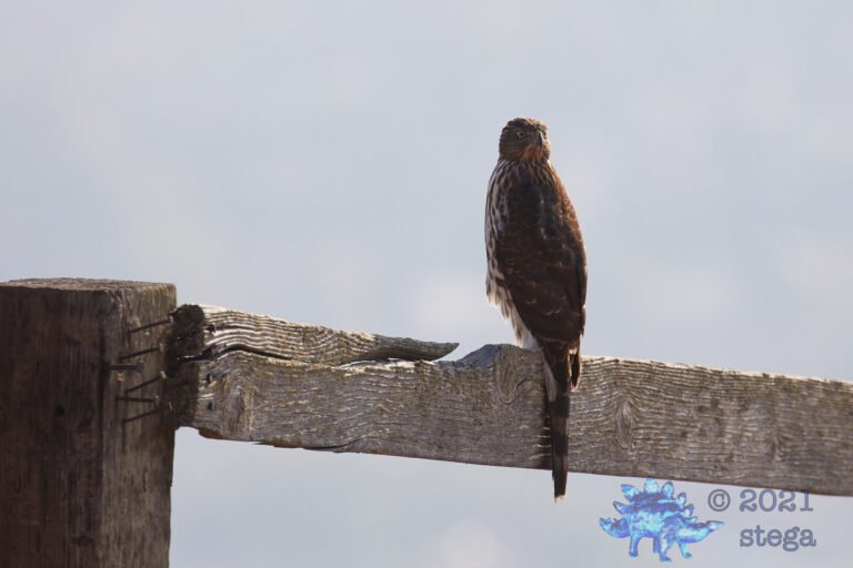 Cooper’s hawk
