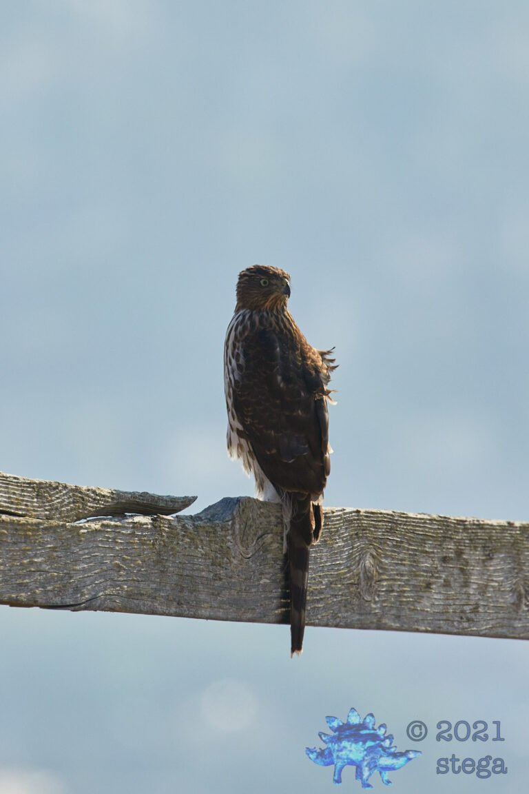 Cooper’s Hawk