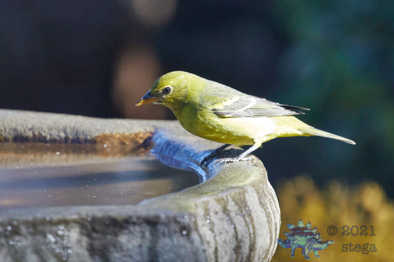 Western Tanager