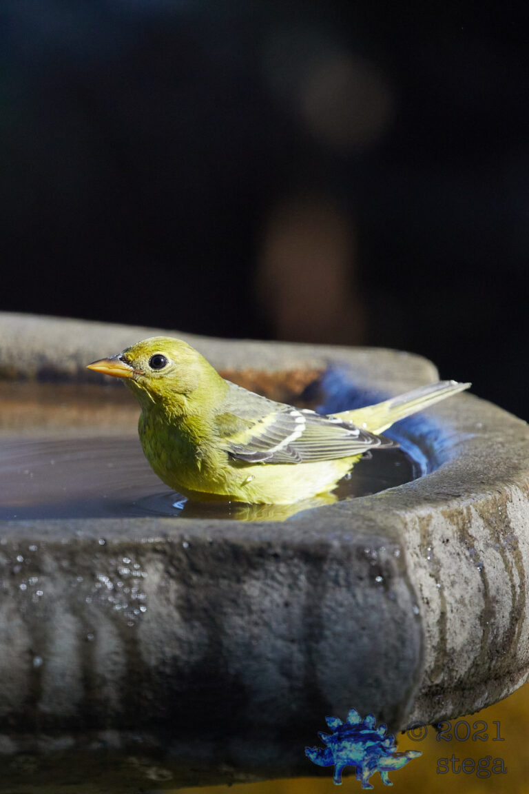 Western Tanager