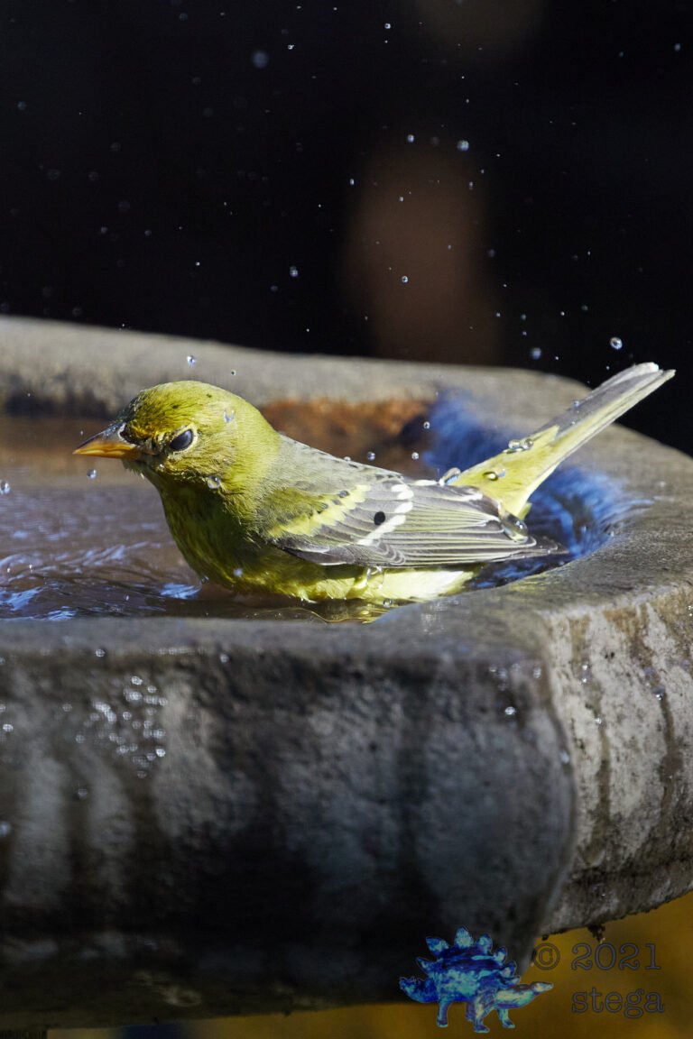 Western Tanager