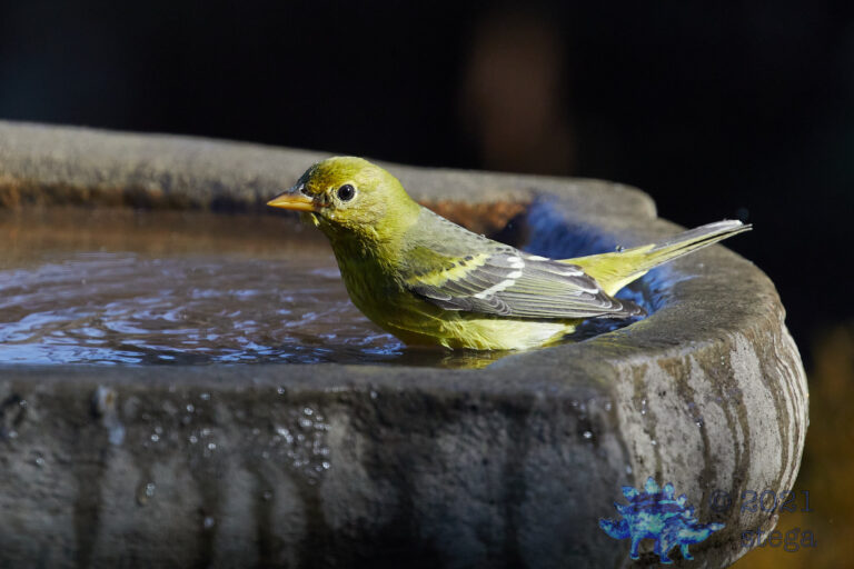 Western Tanager