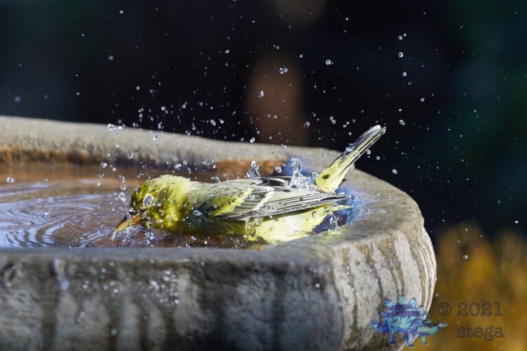 Western Tanager