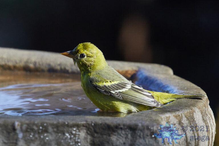 Western Tanager