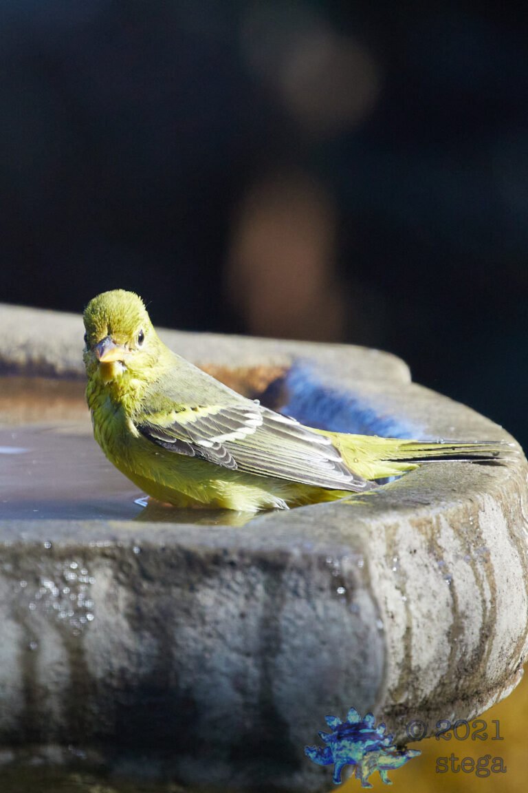 Western Tanager