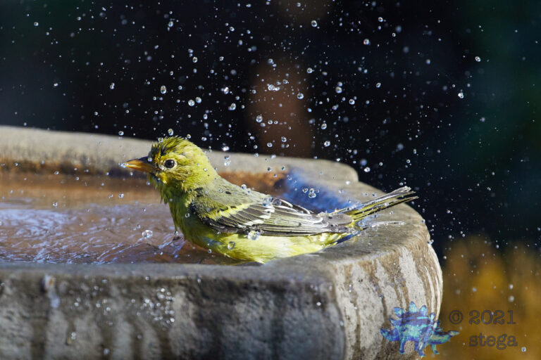 Western Tanager