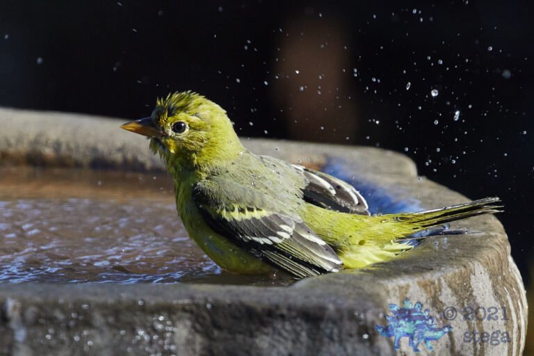 Western Tanager