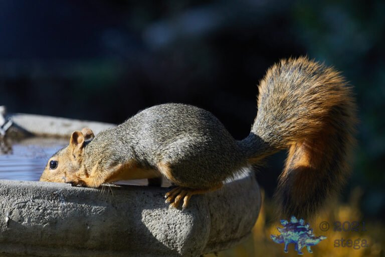 Fox Squirrel