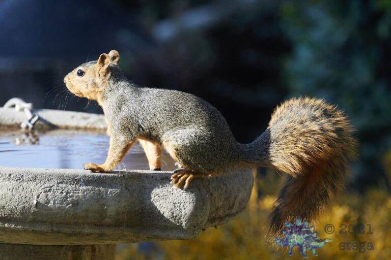 Fox Squirrel