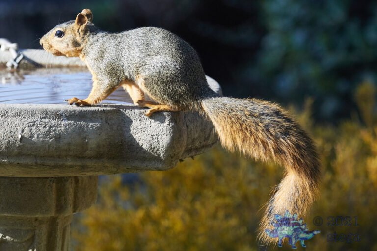 Fox Squirrel