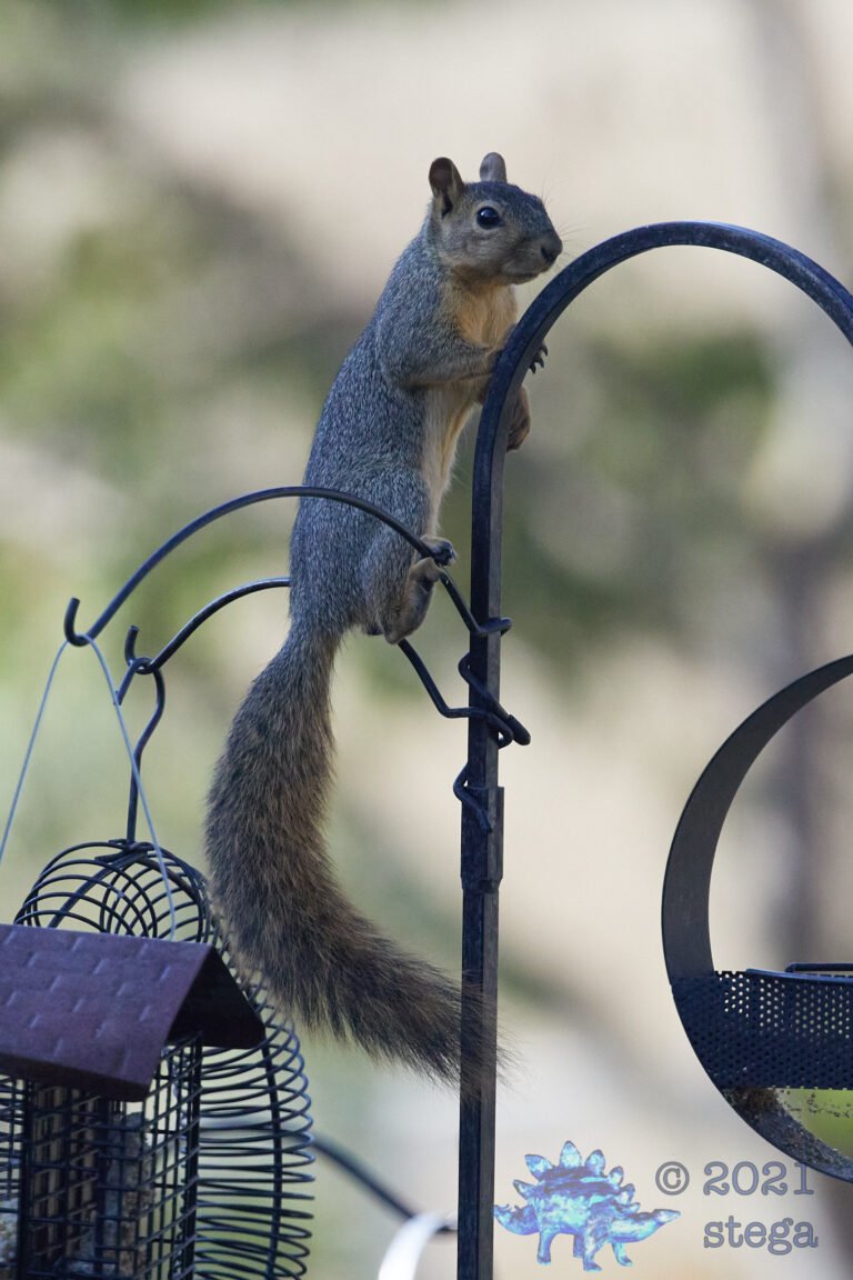Fox Squirrel