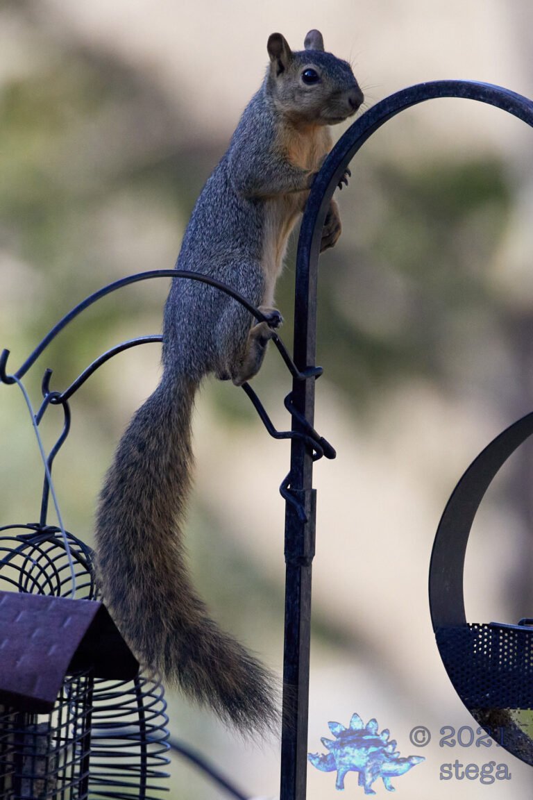 Fox Squirrel