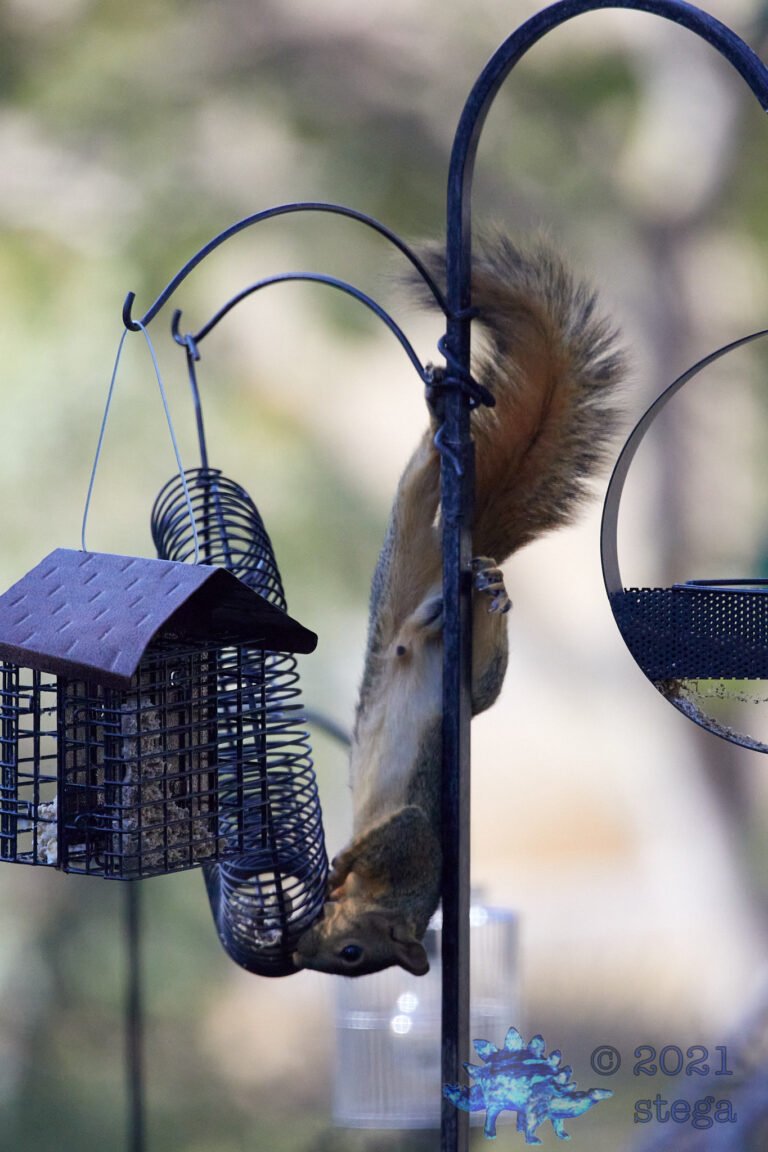 Fox Squirrel