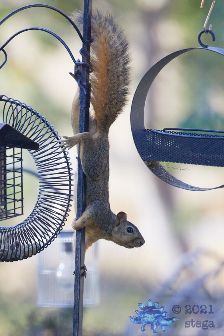Fox Squirrel