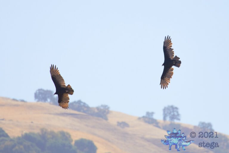 Turkey Vultures
