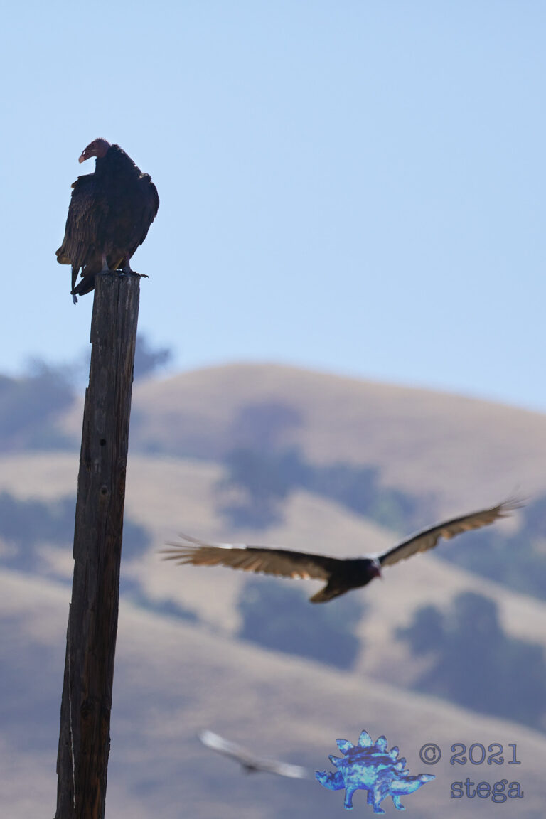 Turkey Vulture