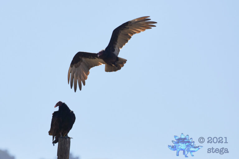 Turkey Vulture