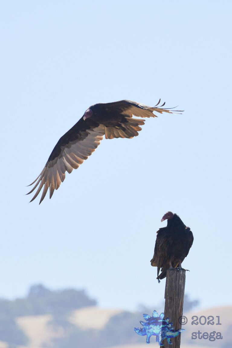 Turkey Vultures
