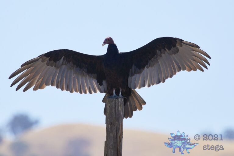 Turkey Vulture