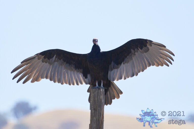 Turkey Vulture