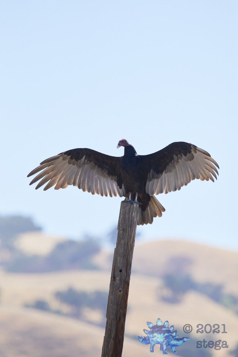 Turkey Vulture