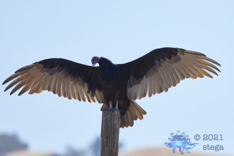 Turkey Vulture