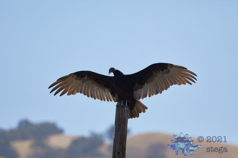 Turkey Vulture